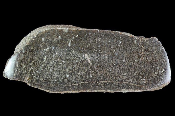 Polished Dinosaur Bone (Gembone) Section - Colorado #96438